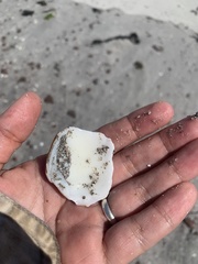 Megapitaria squalida