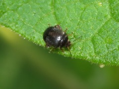 Scirtes hemisphaericus