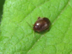 Scirtes hemisphaericus