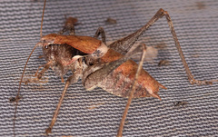 Atlanticus americanus