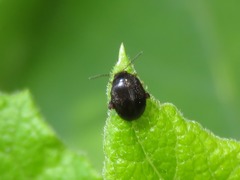 Scirtes hemisphaericus