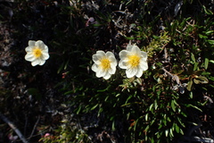 Dryas integrifolia