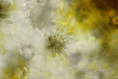Cercospora mercurialis