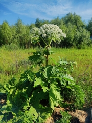 Heracleum sosnowskyi