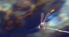 Erpetogomphus compositus
