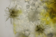 Cercospora mercurialis