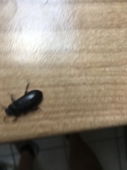 Coleoptera