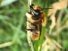 Megachile maritima