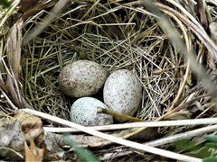 Pipilo erythrophthalmus