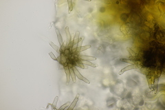 Cercospora mercurialis