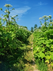 Heracleum sosnowskyi
