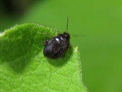 Scirtes hemisphaericus