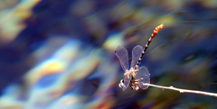Erpetogomphus compositus