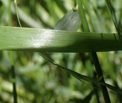 Festuca subulata