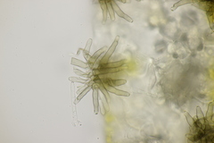 Cercospora mercurialis