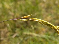 Festuca psammophila