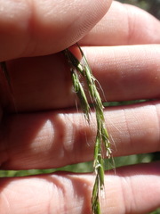Festuca subulata