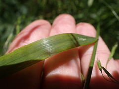Festuca subulata