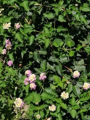 Lantana camara