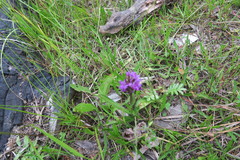 Dactylorhiza incarnata