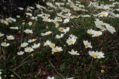 Dryas integrifolia
