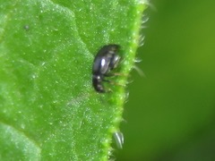 Longitarsus anchusae