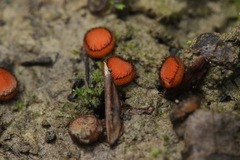 Scutellinia trechispora