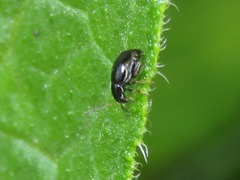 Longitarsus anchusae