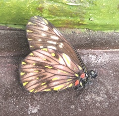 Catasticta hebra potamea