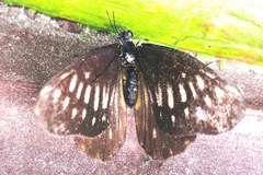 Catasticta hebra potamea