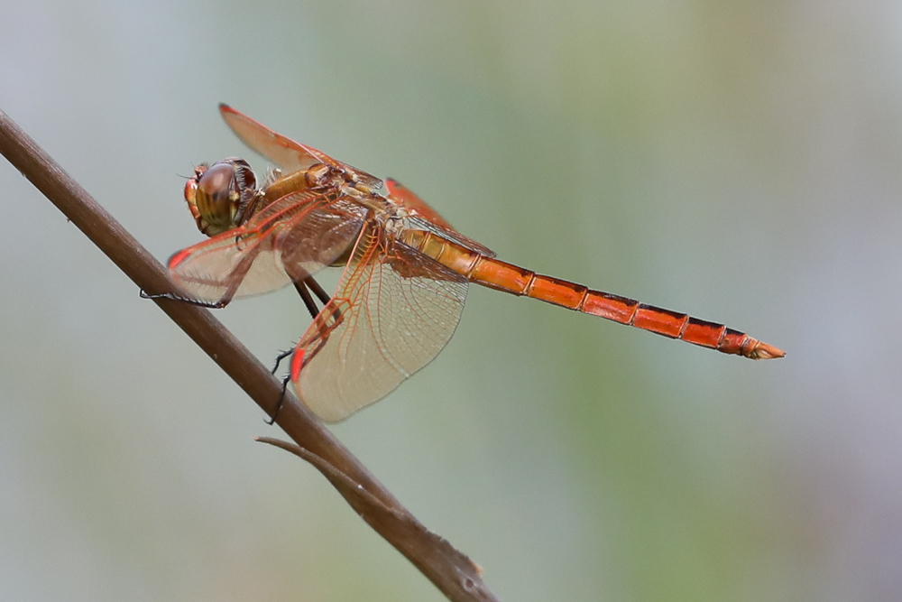 Golden-winged Skimmer in June 2021 by NinaHarfmann · iNaturalist