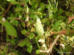 Phalaris canariensis