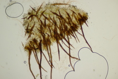 Scutellinia trechispora