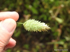 Phalaris canariensis