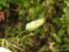 Phalaris canariensis