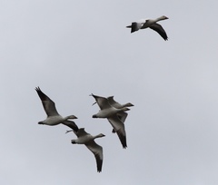 Anser caerulescens atlanticus