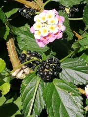 Lantana camara