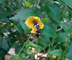 Dysdercus albofasciatus
