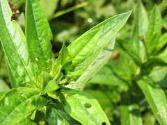 Nanophyes marmoratus