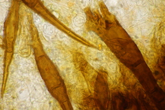 Scutellinia trechispora