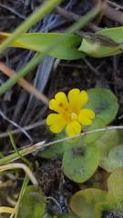 Erythranthe primuloides