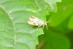 Dichrorampha leopardana