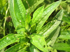 Nanophyes marmoratus