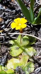 Erythranthe primuloides
