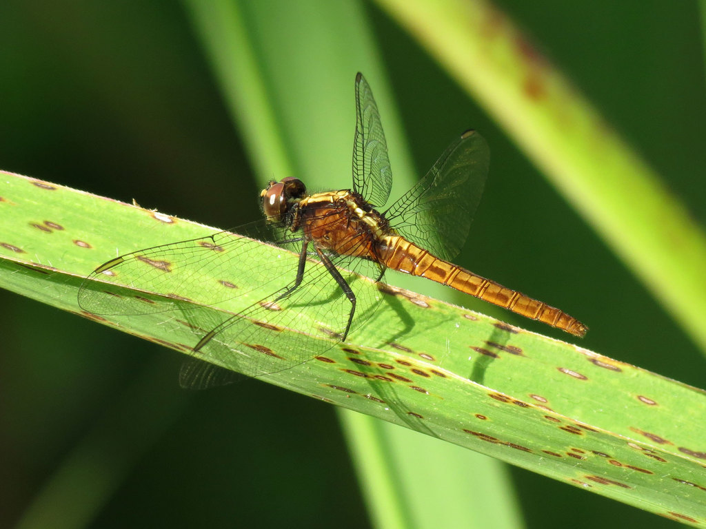 Flame-tailed Pondhawk