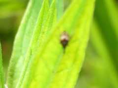 Nanophyes marmoratus