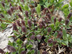Salix alpina