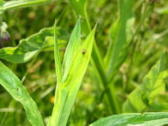 Nanophyes marmoratus