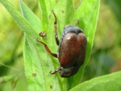 Nanophyes marmoratus