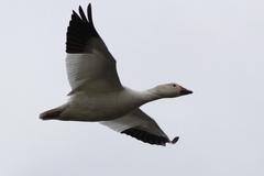 Anser caerulescens atlanticus